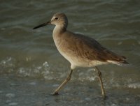 Solitary Sandpiper